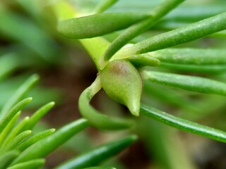 Portulaca flower with a natural background. Indonesian call it krokot