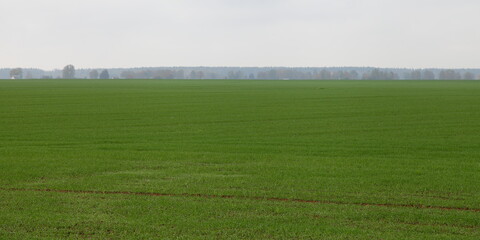 Obraz premium Green sown field with forest line on horizon at a cloudy autumn day, European farm natural agricultural panoramic landscape