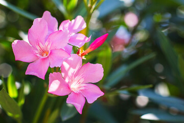 Blooming oleander. Pink blooming. Oleander flowers close up