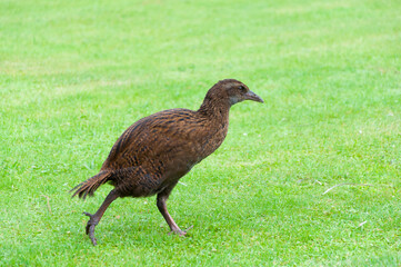 The weka (Maori hen, woodhen, Gallirallus australis), a flightless endemic bird of New Zealand walking on the green grass