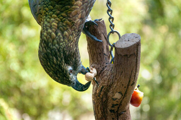 The kea bird (Nestor notabilis), big parrot in the family Nestoridae found in the forested and alpine regions of the South Island of New Zealand