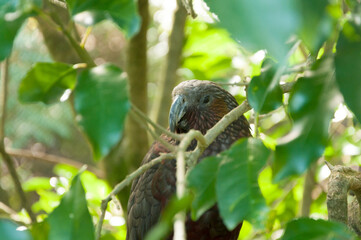 The kea bird (Nestor notabilis), big parrot in the family Nestoridae found in the forested and alpine regions of the South Island of New Zealand