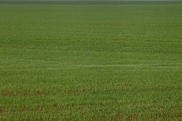 Green sown field on autumn day, background texture
