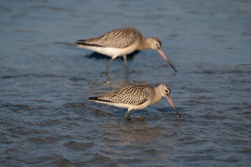 Close-up of a black-tailed godwit Limosa Limosa wader birds foraging in the water. Selective sharpness depth