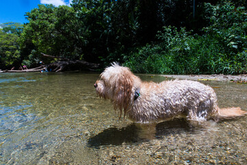 綺麗な川で泳ぐ犬