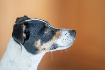 Brown, black and white Jack Russell Terrier dog, part of body, against a multicolored background, copy space
