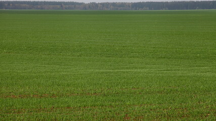 Green sown lawn with forest stripe on horizon at a cloudy autumn day, European farm natural agricultural panorama landscape