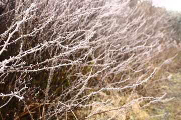 Fototapeta na wymiar white frosted branches melting in the whiteness of the winter background