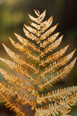 A golden fern leaf