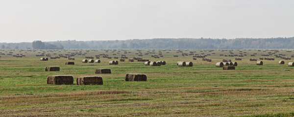 Fototapeta na wymiar Round and rectangular rolls bale haystacks on yellow field with forest line on horizon on gray sky background, forage harvesting in Europe at autumn day, rural farm wide landscape