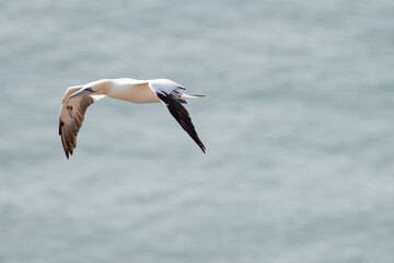 A single white and yellow gannet flies through the sky, blue, gray sea in background