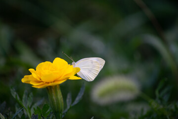 黄色いマリゴールドの蜜を吸うモンシロチョウ