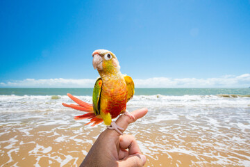 海で散歩するウロコインコ © treetstreet