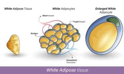 White adipocytes cells of human adipose tissue. Role: storage of lipid droplet, obesity, secretion of adiponectin, less expression of UCP1.3D realistic graphic illustration of cell with yellow fat 