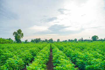 Fototapeta na wymiar Indian cotton field at rainy season