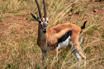 Naklejka na ściany i meble ケニアのマサイマラ国立保護区で見かけたトムソンガゼル