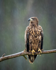 Juvenile white-tailed eagle