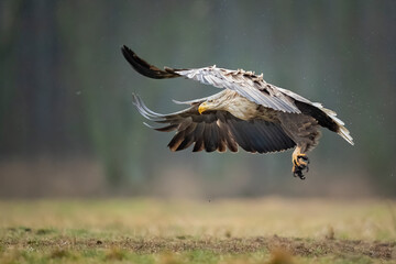 White-tailed eagle