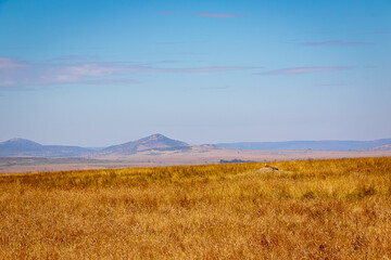 Fototapeta na wymiar ケニアのマサイマラ国立保護区で見かけた、周辺の風景に溶け込むチーターと背景の青空