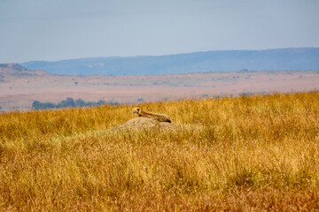 ケニアのマサイマラ国立保護区で見かけた、周辺の風景に溶け込むチーター