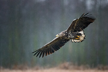 young white-tailed eagle in flight