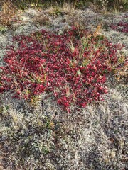 red and green moss