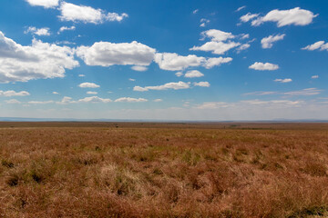 ケニアのマサイマラ国立保護区に広がる、野原に地平線と青空