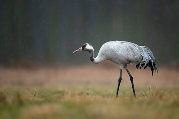 Common crane in the rain