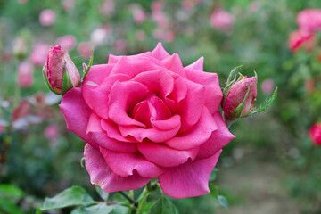 Close-up beautiful rose with soft blurred focus. Pink rose on green background for Valentine Day
