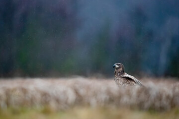 young white-tailed eagle in the rain