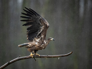 young white-tailed eagle in flight