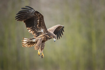 Obraz premium White-tailed eagle