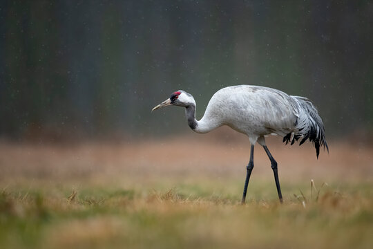 Common crane in the rain