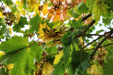 autumn leaves background