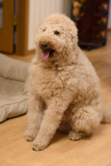 おすわりをする犬（ラブラドゥードル）