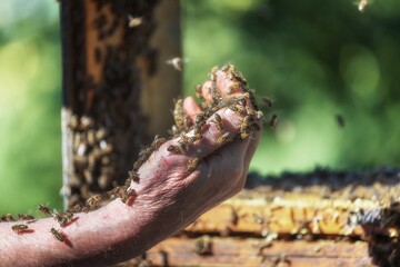 Honey bees on beekeepers hand