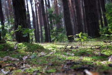 Fototapeta premium forest in autumn
