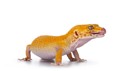 Adult Super Hypo Tangerine Manderin leopard gecko aka Eublepharis macularius, standing side ways sticking out tongue. Isolated on white background.