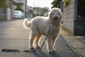 散歩中の犬（ラブラドゥードル）