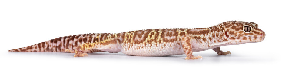 Adult Mack snow tremper leopard gecko aka Eublepharis macularius, standing side ways. Isolated on white background.