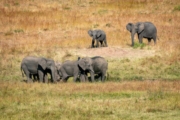 ケニアのマサイマラ国立保護区で見かけた、遠くにいるアフリカゾウの群れ
