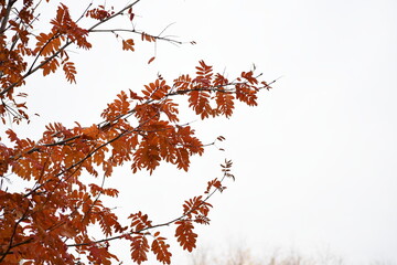 tree in autumn