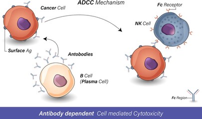 Antibody dependent cell mediated cytotoxicity: B cell releases Antibodies which antigens of cancer cells, These Antibodies recognized by Fc receptor of NK cells and leads to cancer cell death vector