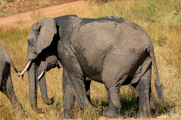 ケニアのマサイマラ国立保護区で見かけた、アフリカゾウの群れ
