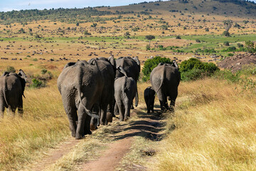 Fototapeta na wymiar ケニアのマサイマラ国立保護区で見かけた、アフリカゾウの群れの後ろ姿
