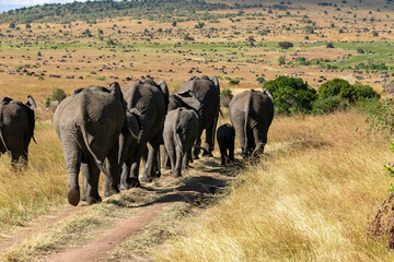Fototapeta na wymiar ケニアのマサイマラ国立保護区で見かけた、アフリカゾウの群れの後ろ姿