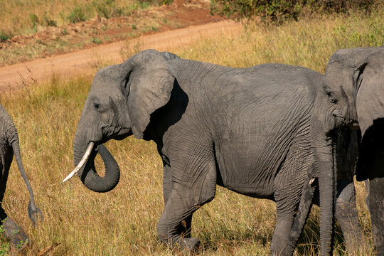ケニアのマサイマラ国立保護区で見かけた、アフリカゾウの群れ