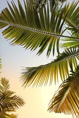 Fototapeta premium Palm tree on blue sky