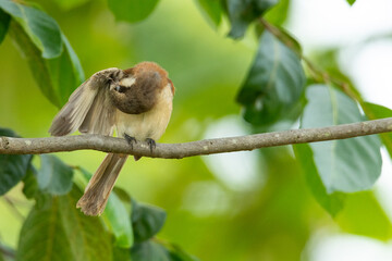 Burmese Shrike perching on a tree branch preening its wing