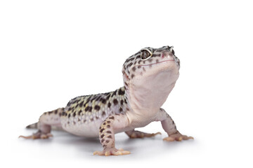 Adult Mack snow leopard gecko aka Eublepharis macularius, standing side ways. Isolated on white...
